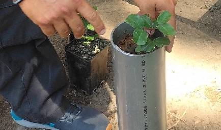 Έναρξη παραγωγής των πρώτων βαθύρριζων φυτών από το Τμήμα Δασών σε συνεργασία με το KES RESEARCH CENTRE